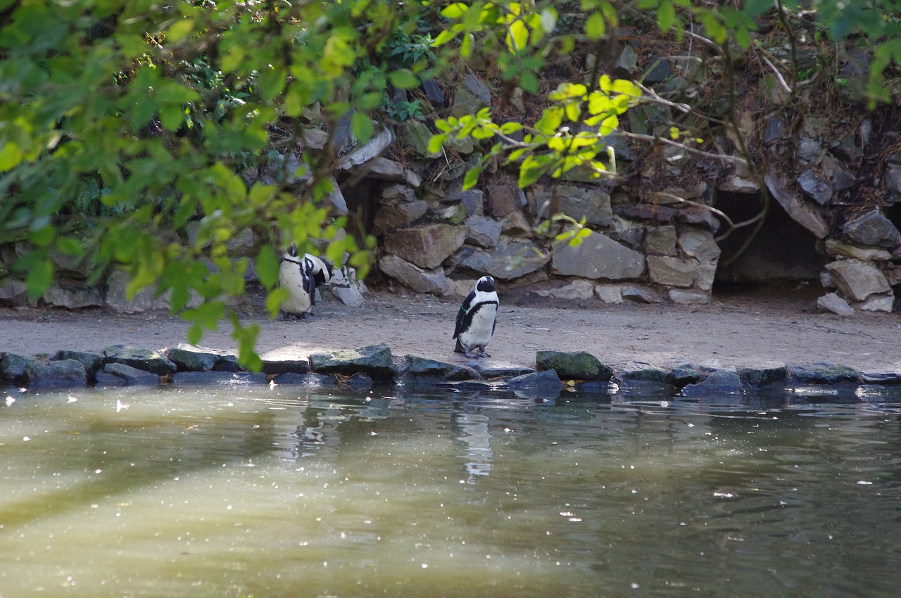 penguin  cold  water free photo