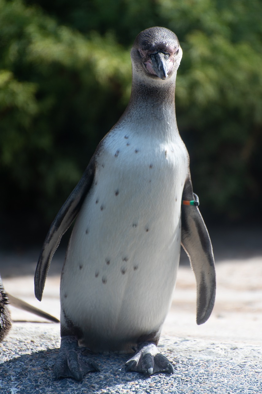 penguin  zoo  luxembourg free photo