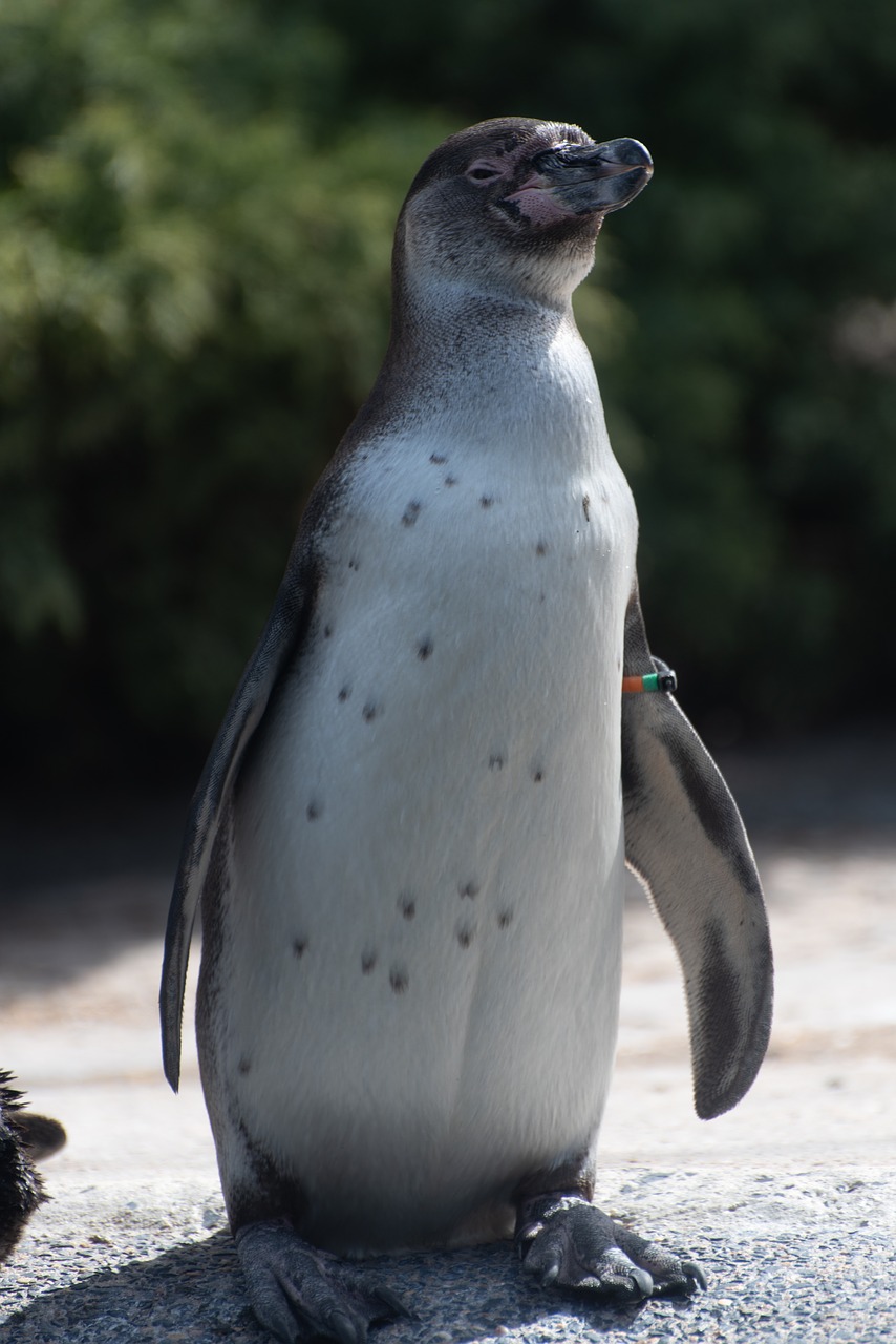 penguin  zoo  luxembourg free photo