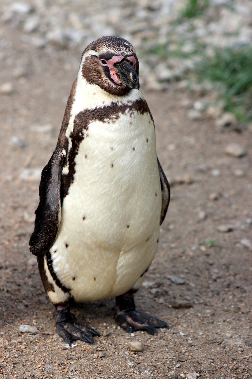 penguin  bird  fauna free photo