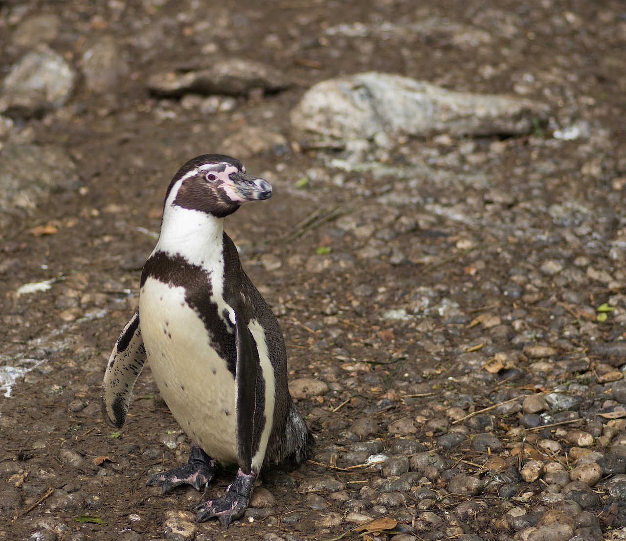 penguin  humboldt  zoo free photo