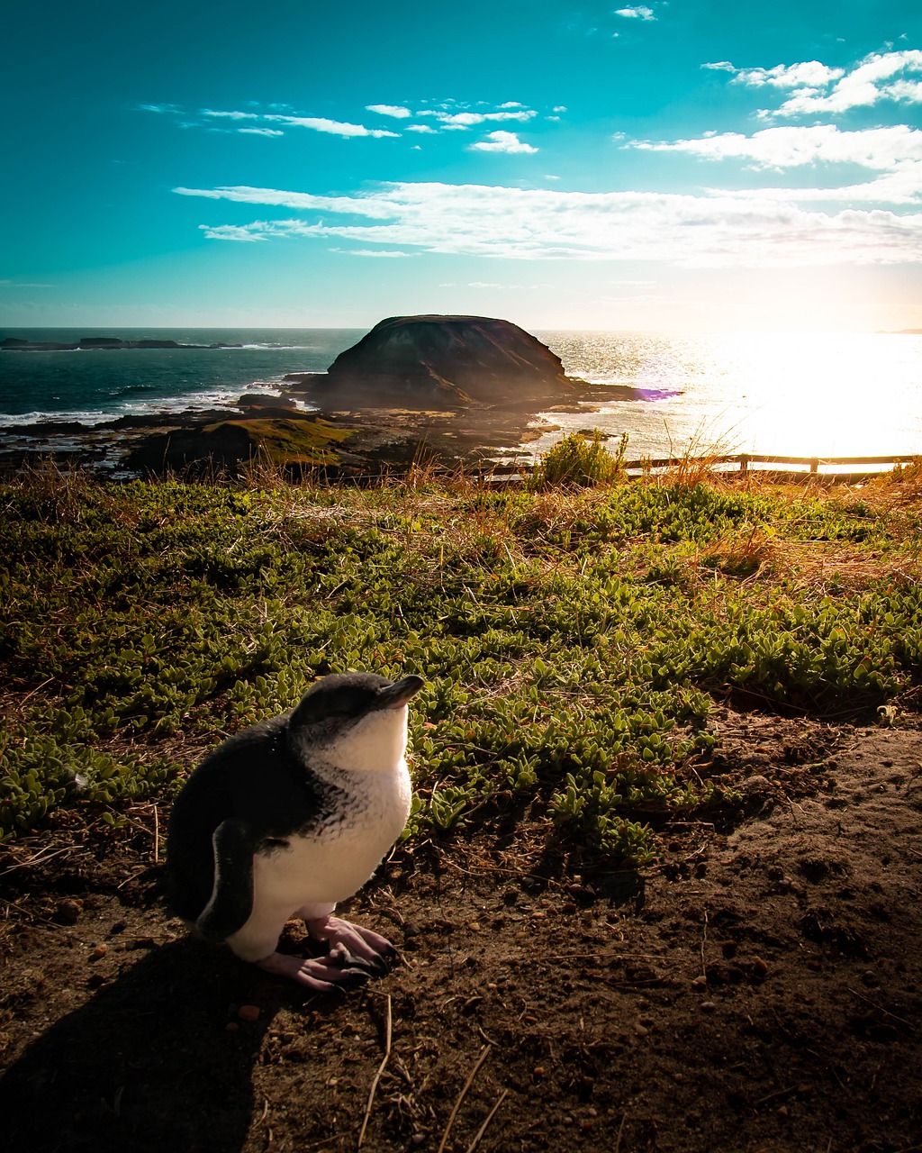 penguin  iceland  australia free photo