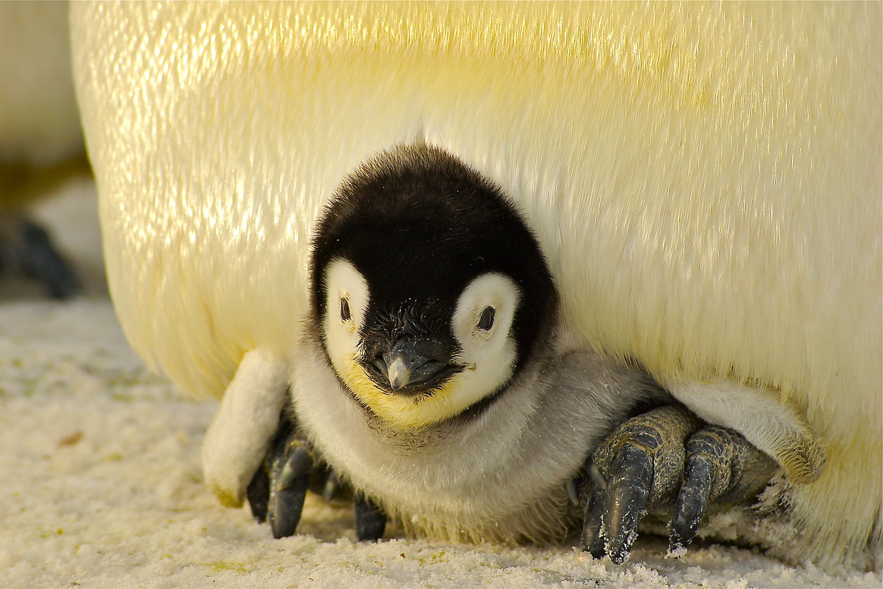penguin baby antarctic free photo