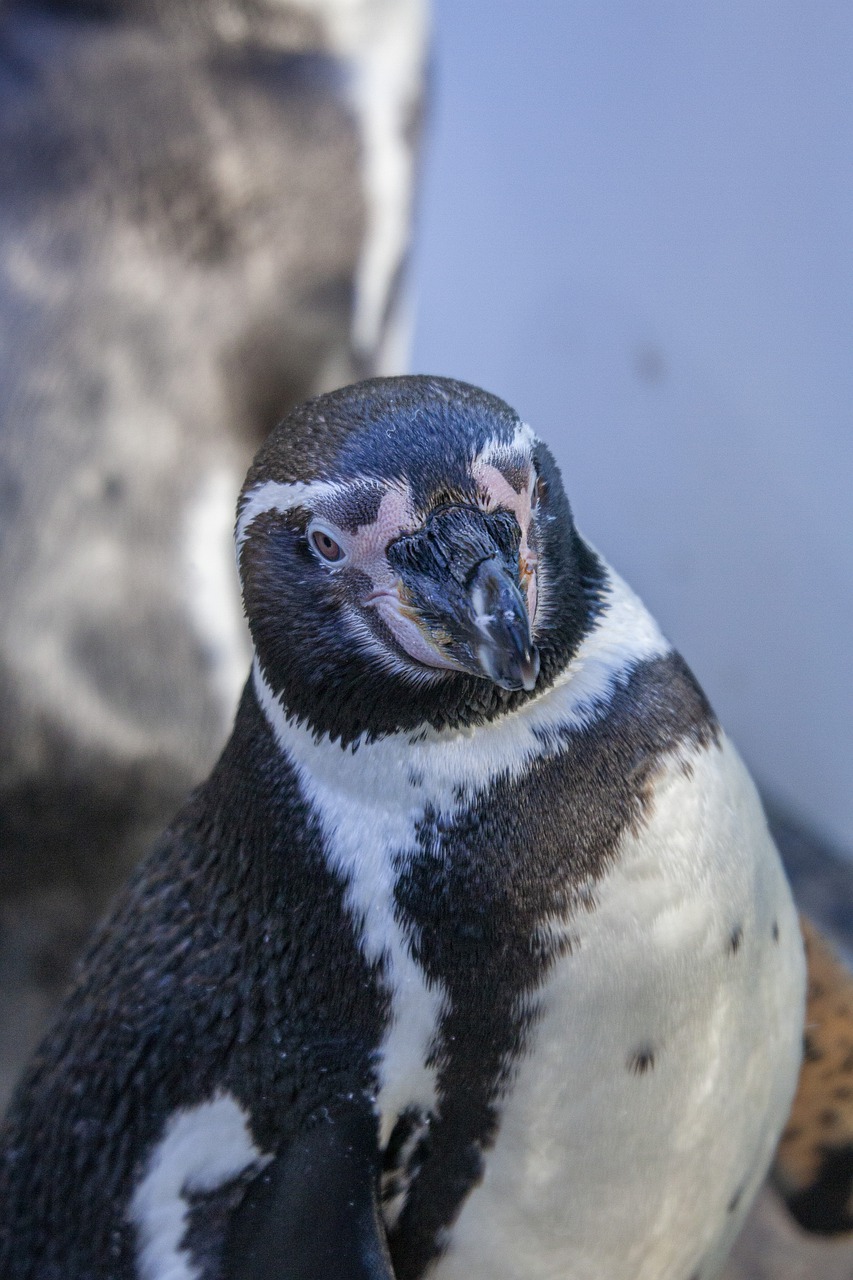penguin  look  cute free photo