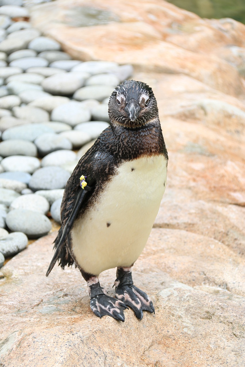 penguin cute zoo free photo