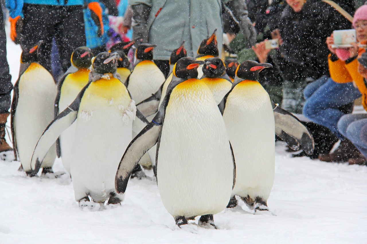 penguin parade lovable free photo