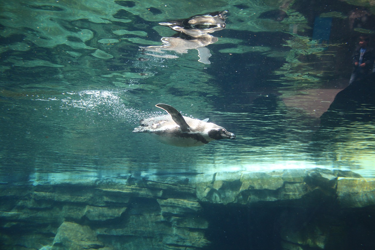 penguin water zoo free photo