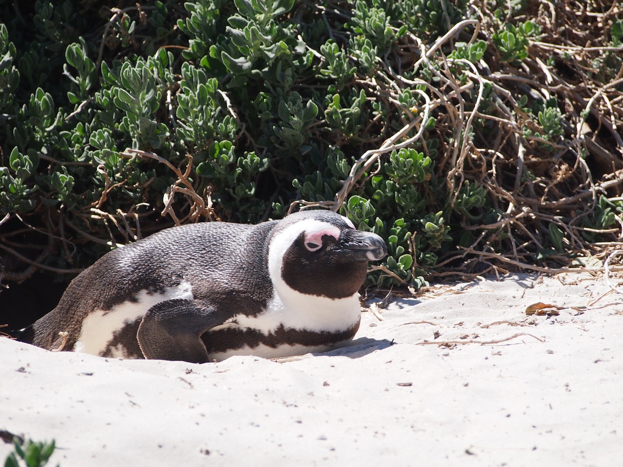 penguin south africa cape free photo