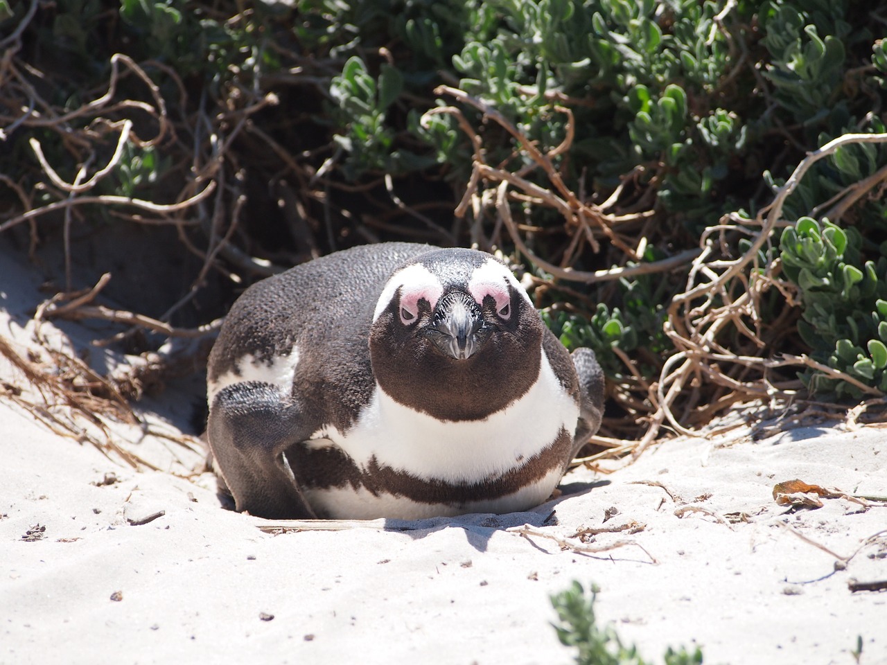 penguin south africa star free photo