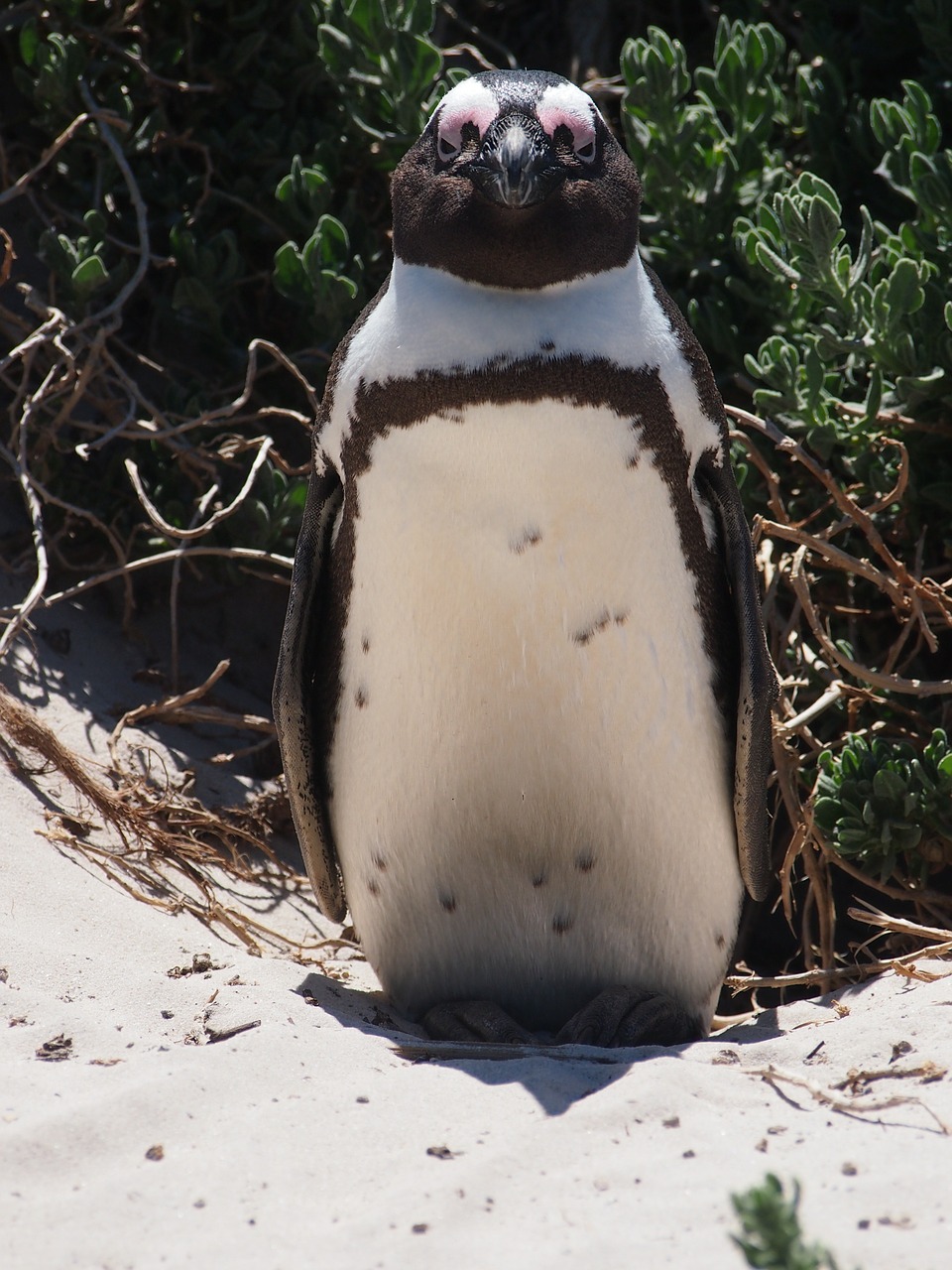 penguin bird south africa free photo