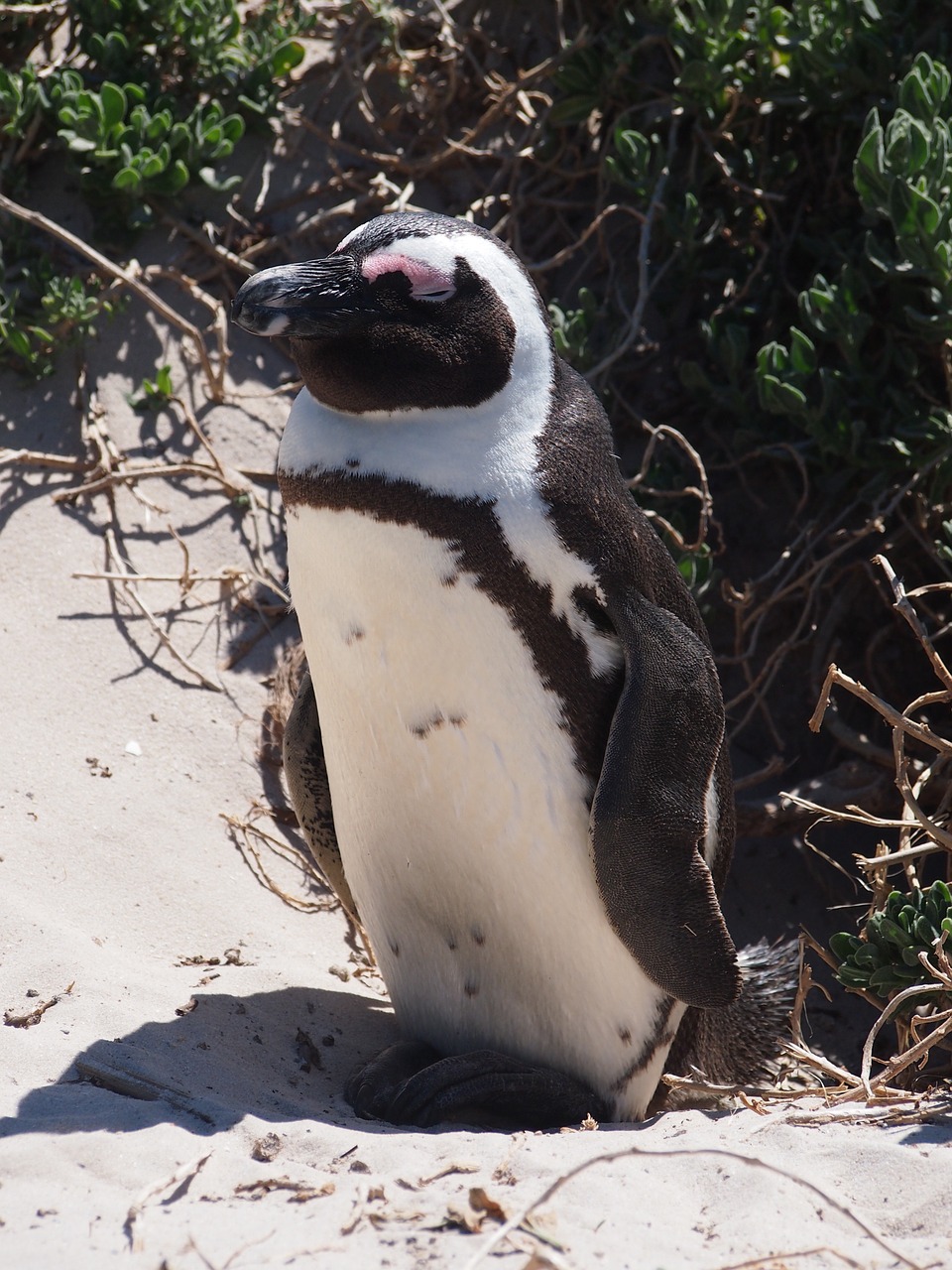 penguin bird south africa free photo