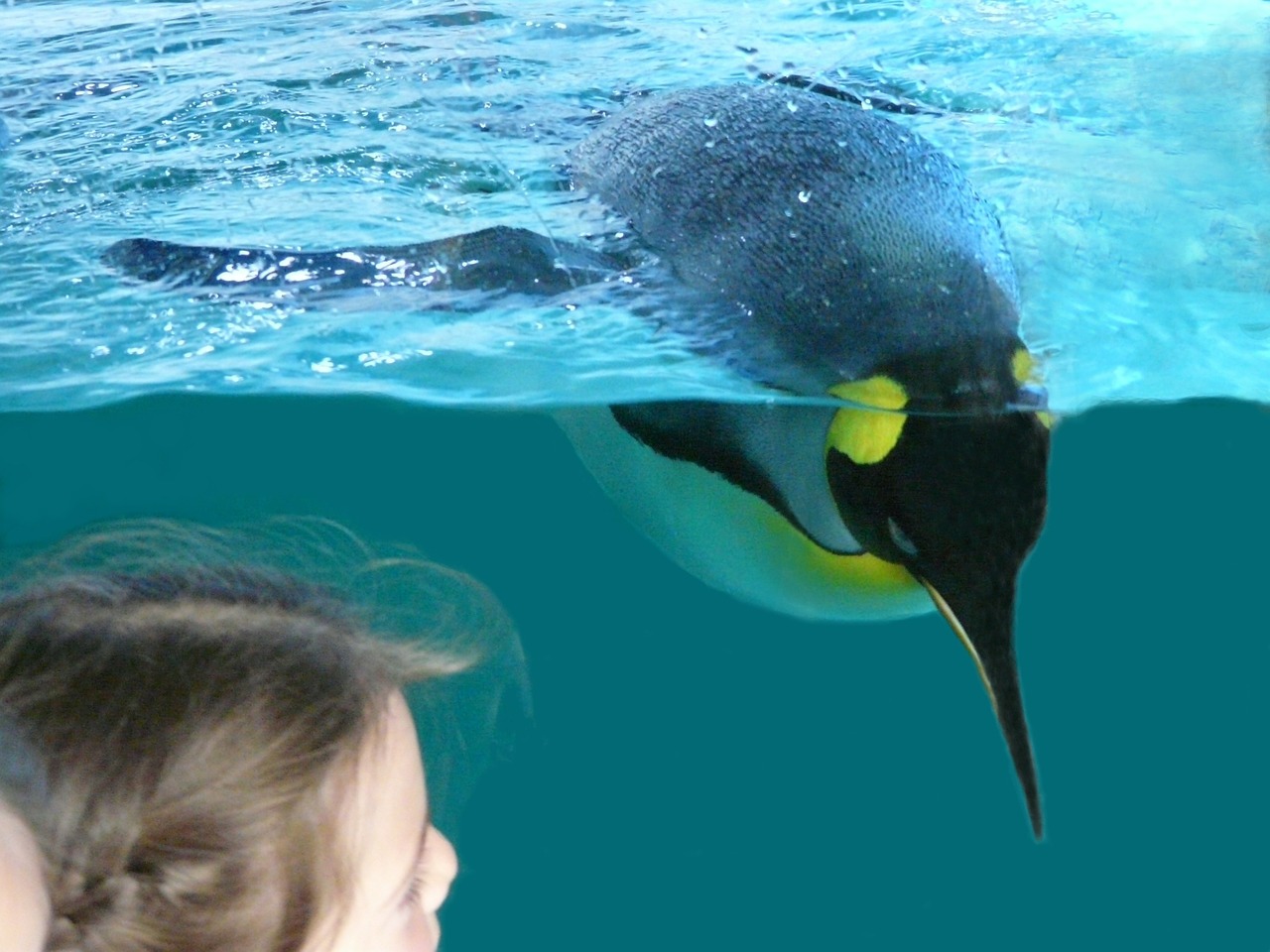 penguin bird animal free photo