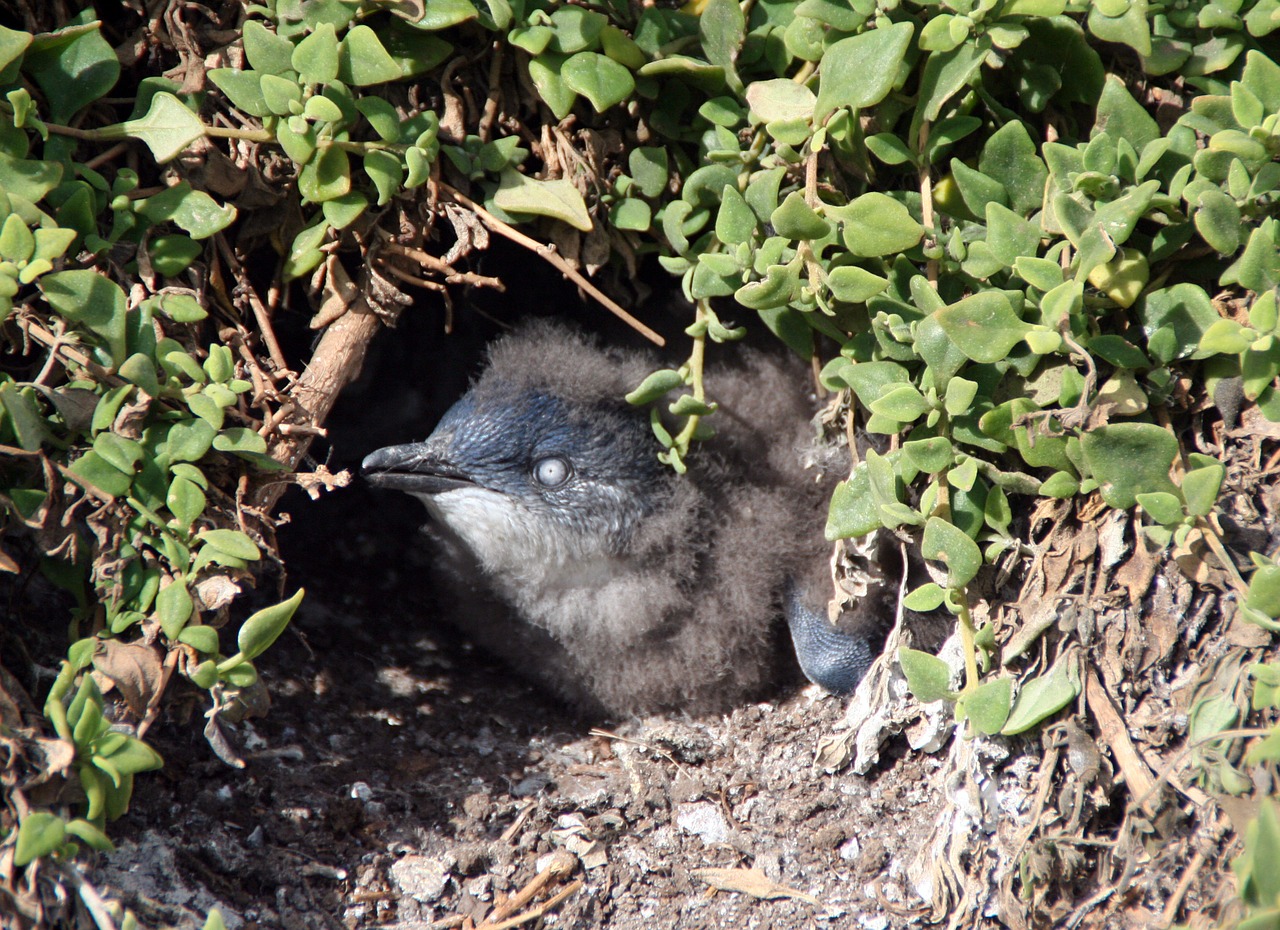 penguin young animal nest free photo
