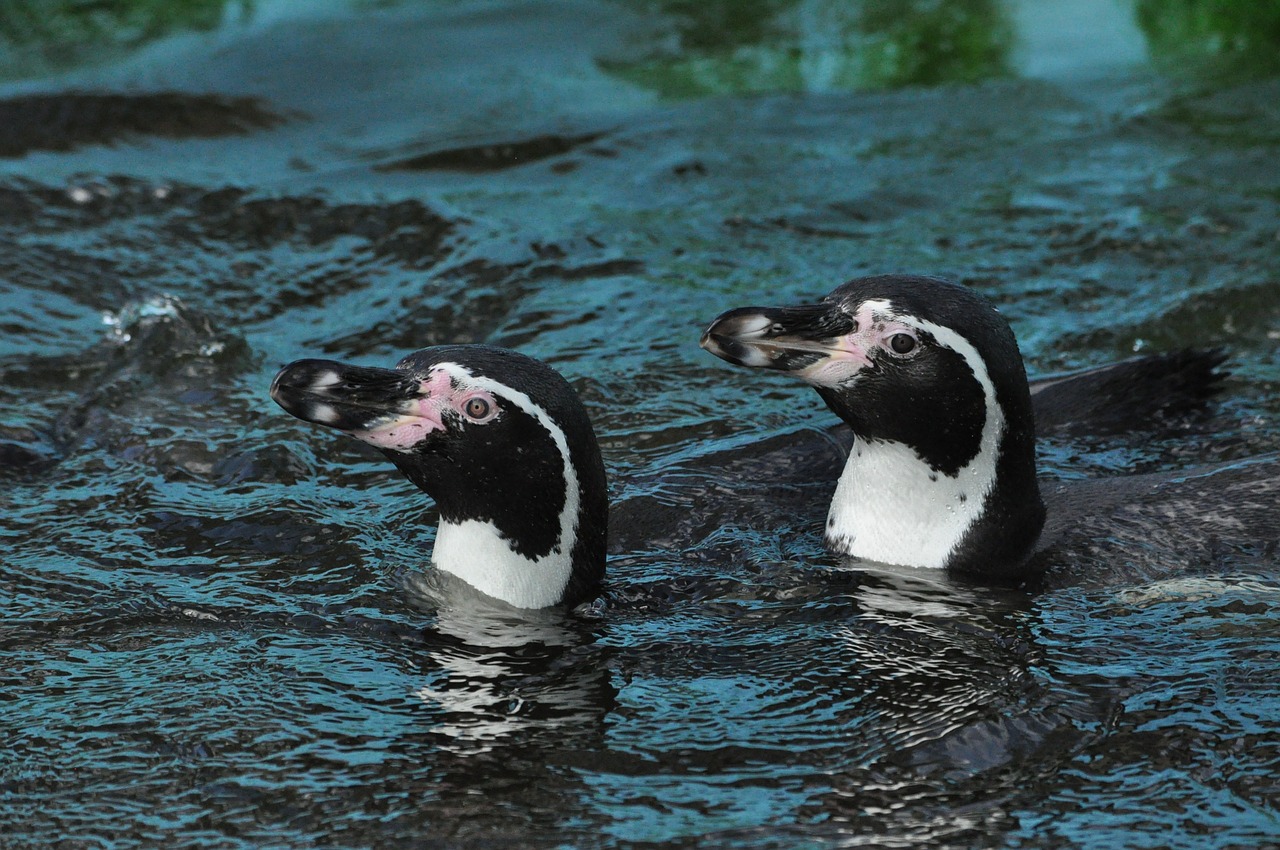 penguin water pair free photo