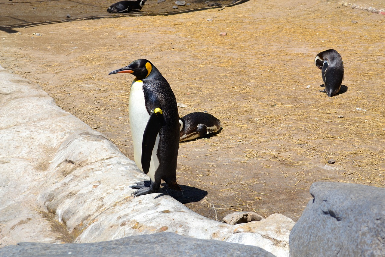 penguin animal fauna free photo