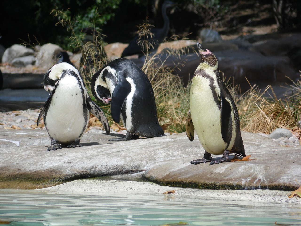 penguin animal arctic free photo