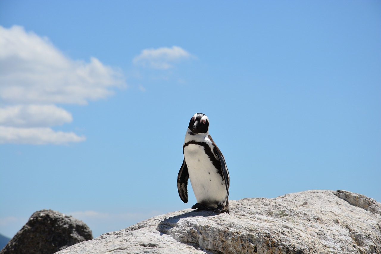 penguin beach south africa free photo