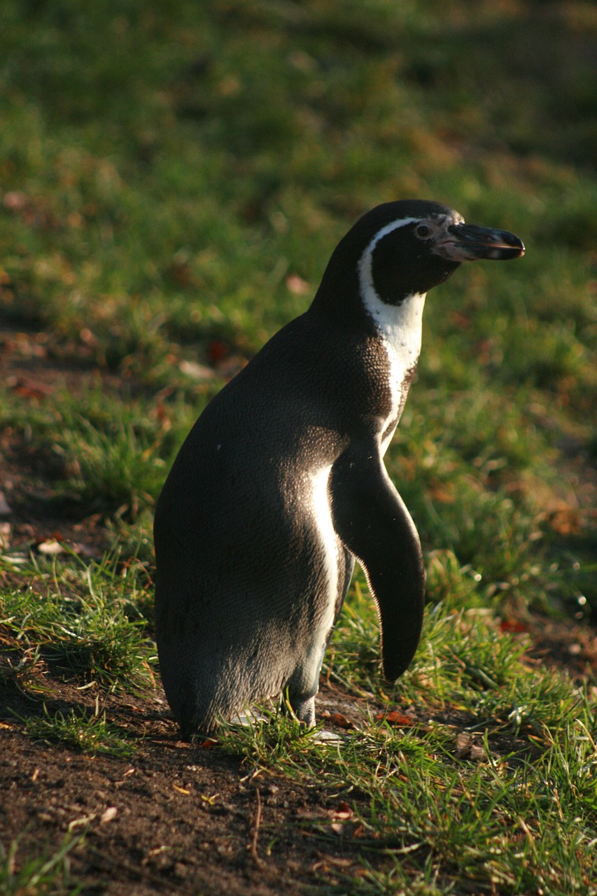 penguin nature animals free photo