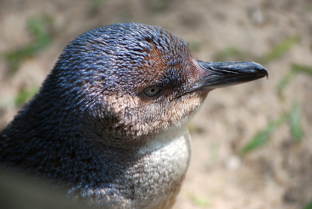 penguin fairy penguin bird free photo