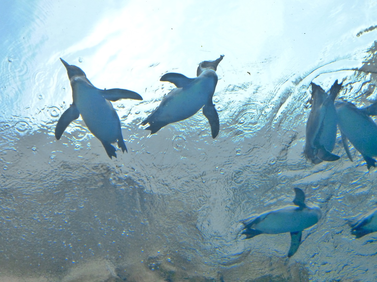 penguin aquarium water free photo