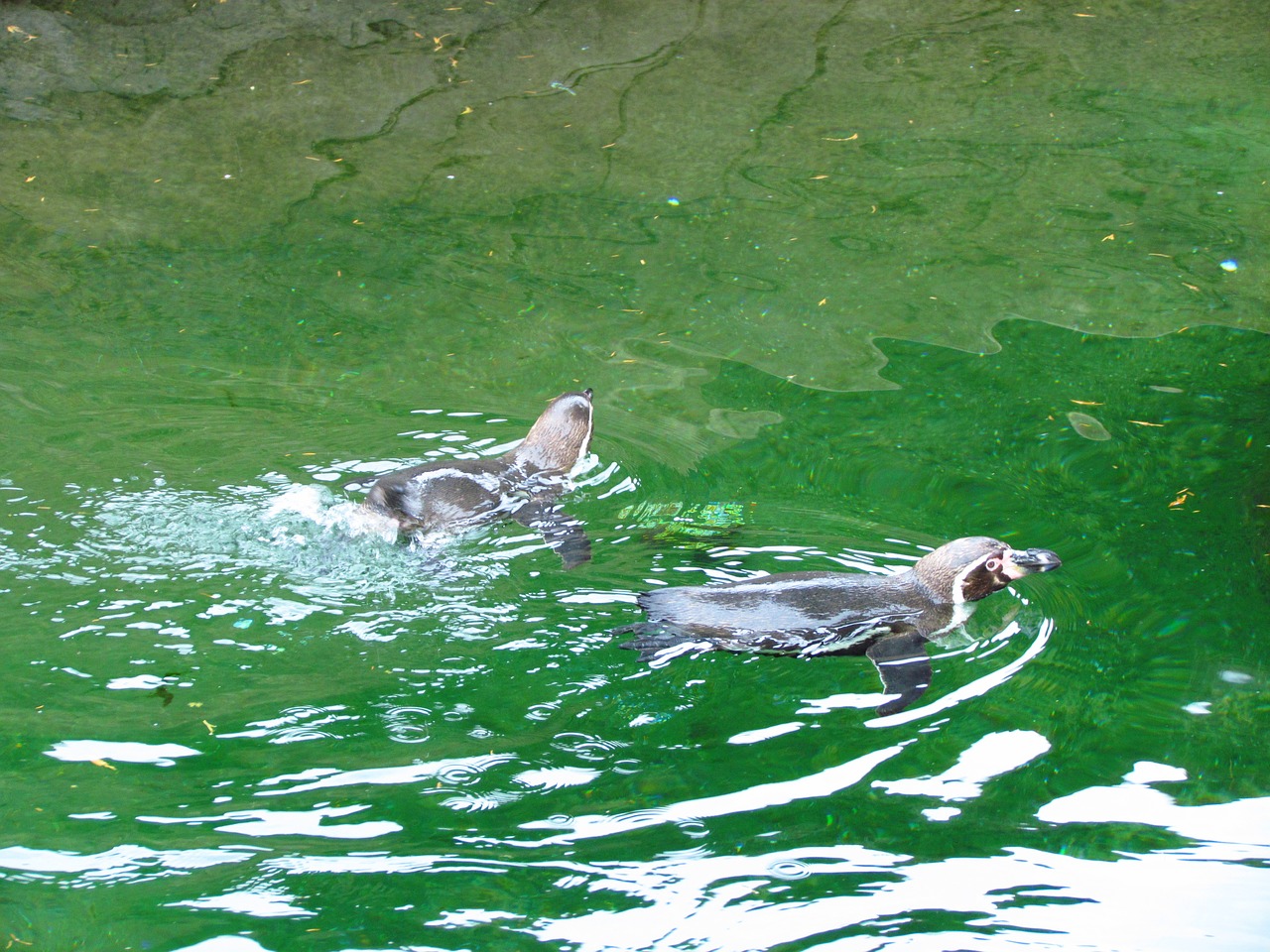 penguin zoo water free photo