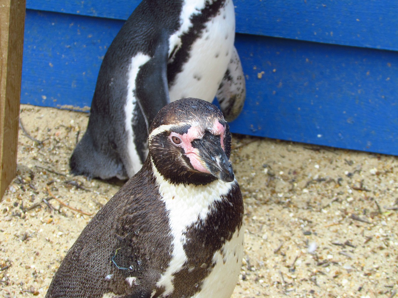 penguin zoo water free photo