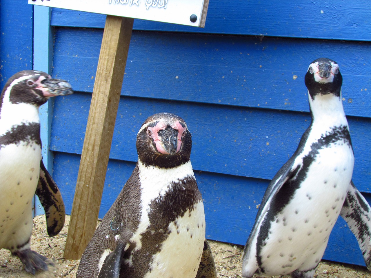 penguin zoo bird free photo