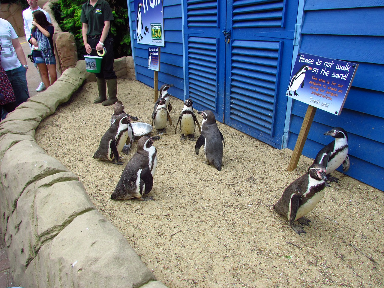 penguin zoo walking free photo