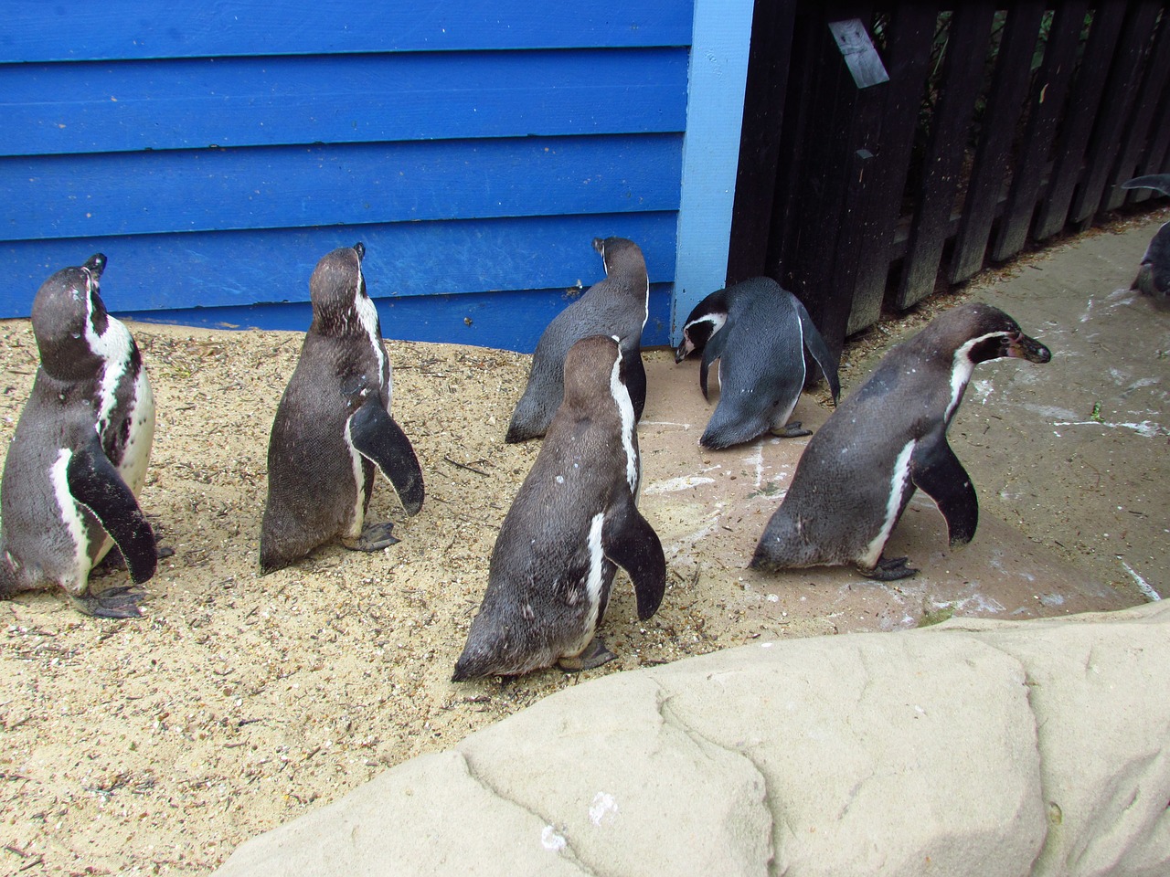 penguin zoo bird free photo