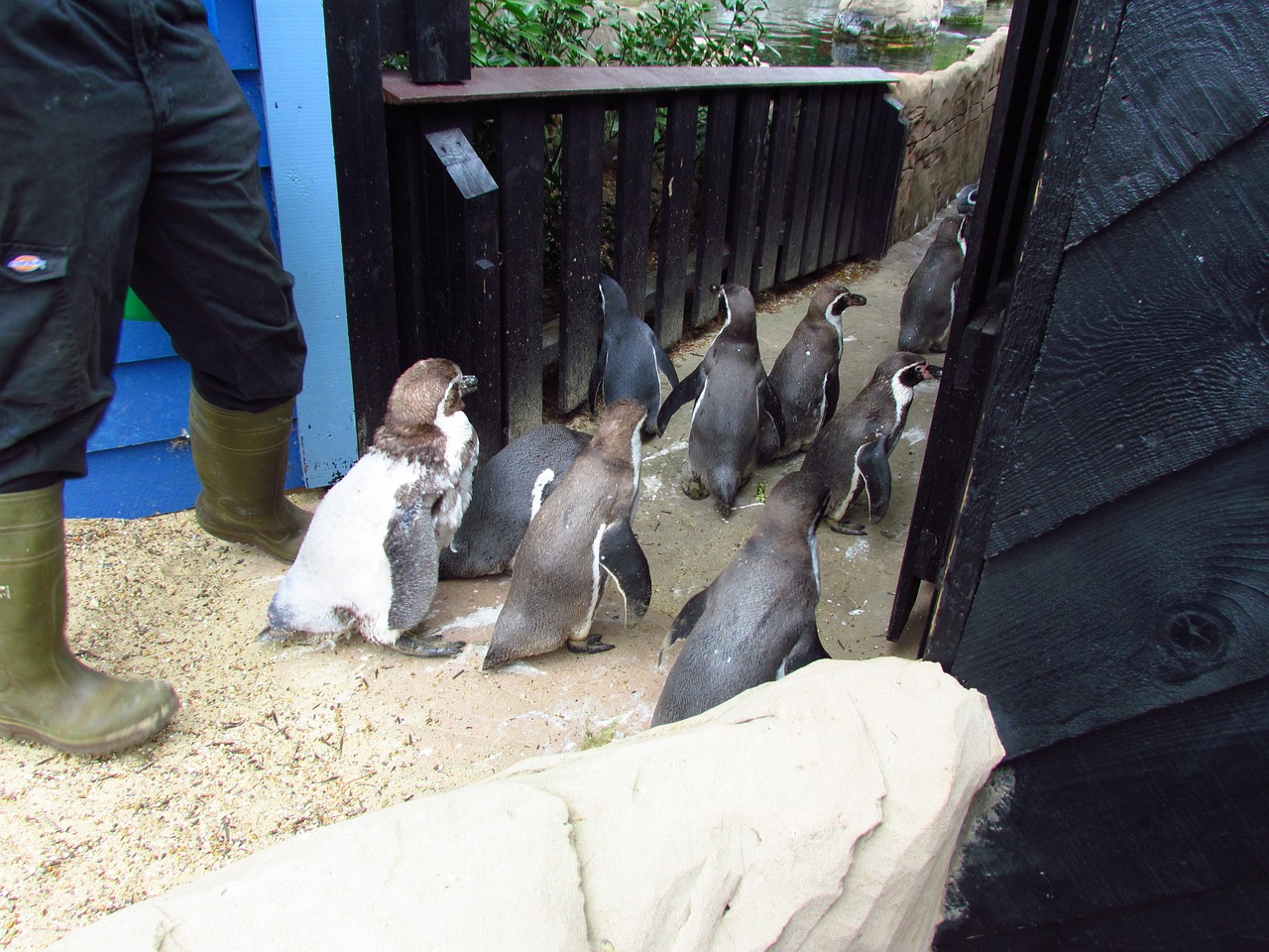 penguin penguins waddle free photo