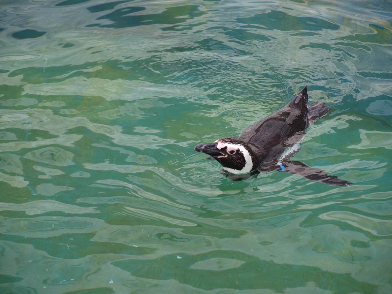 penguin zoo sea free photo