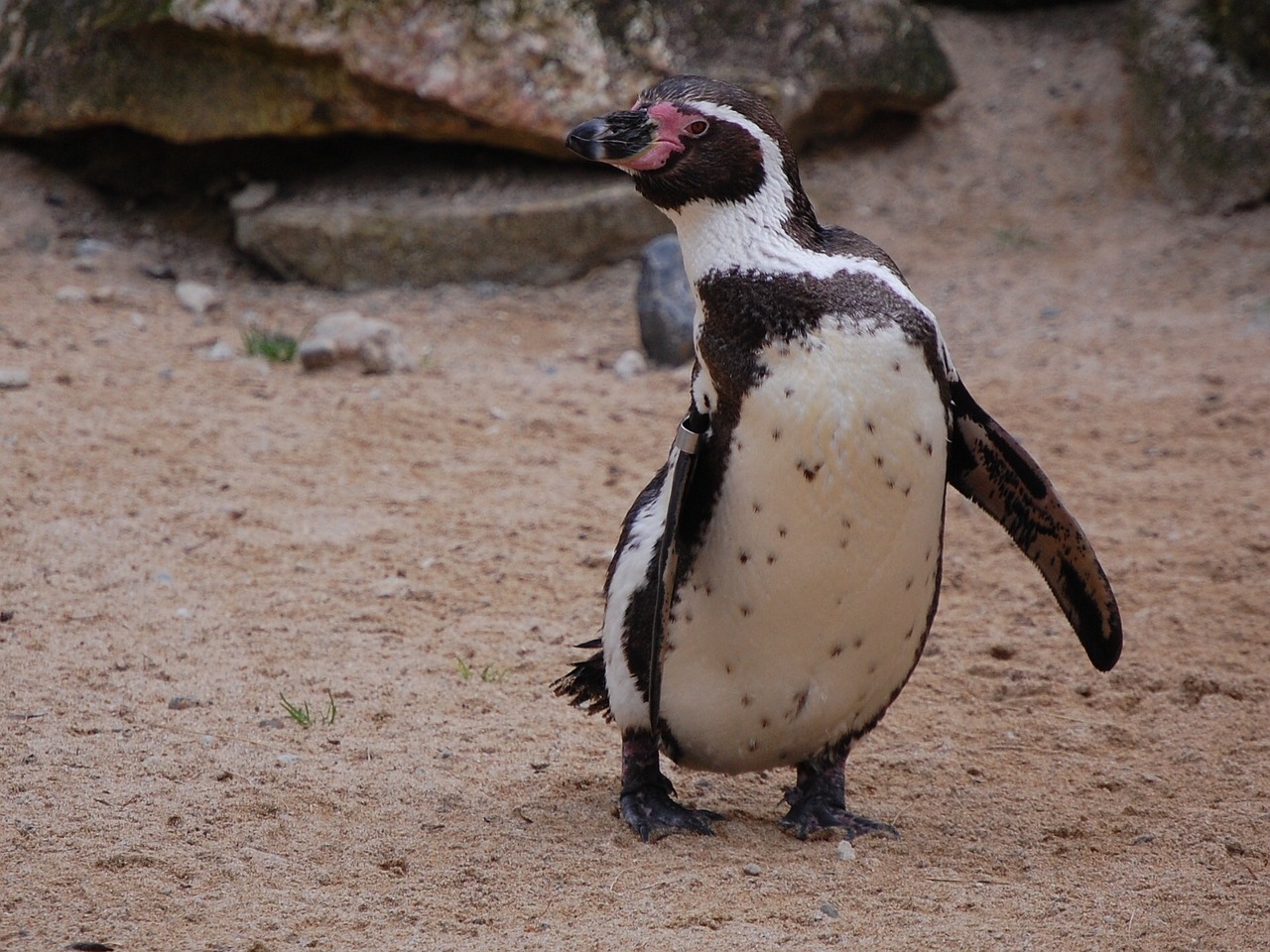 penguin bird nature free photo