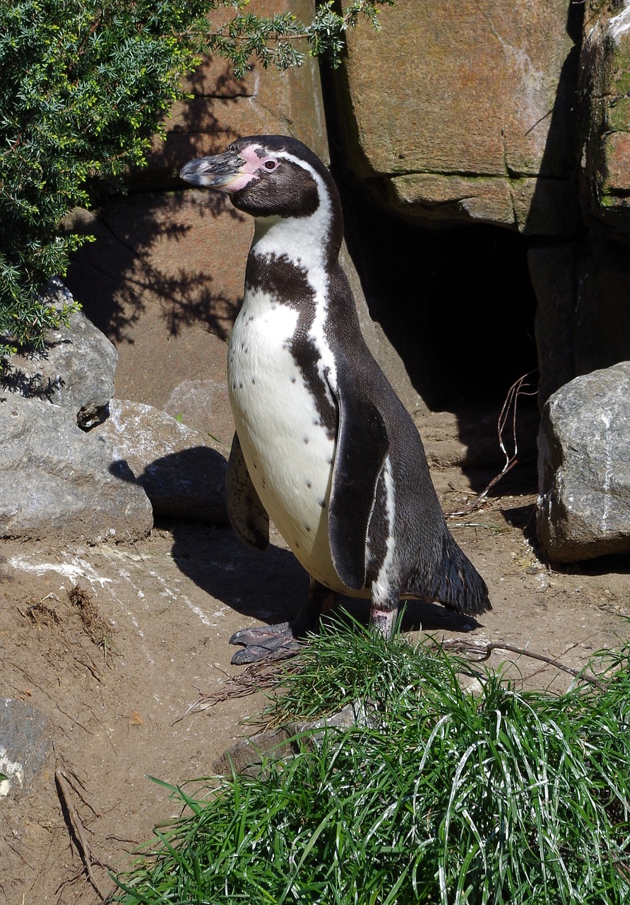 penguin animal water bird free photo