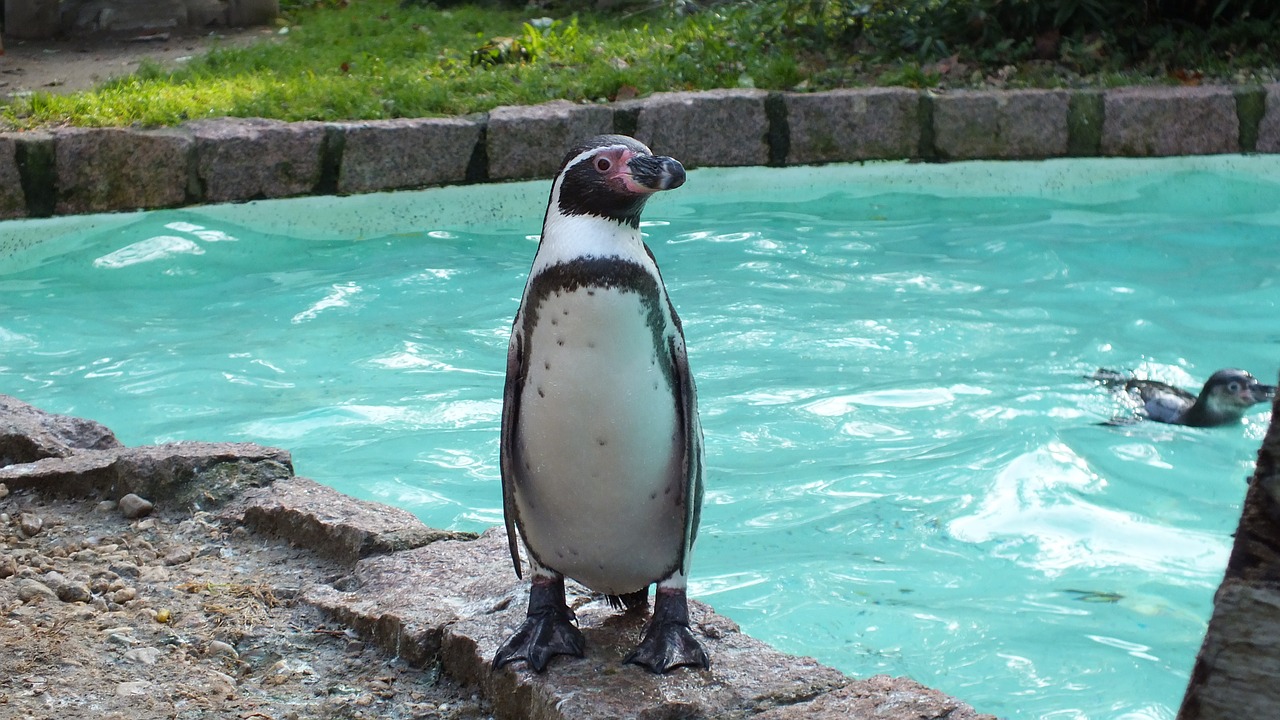 penguin zoo animal free photo