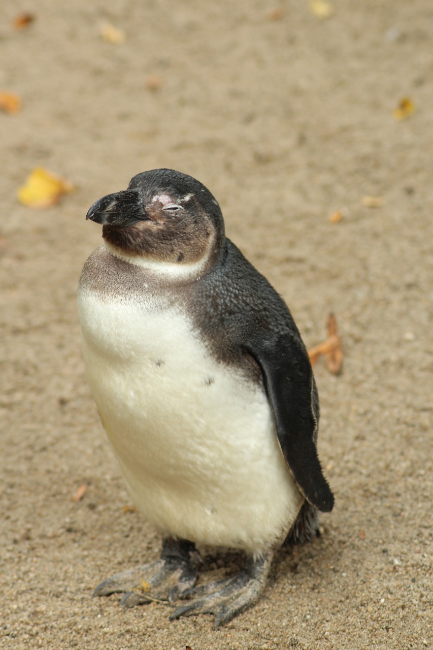 penguin frugal sweet free photo