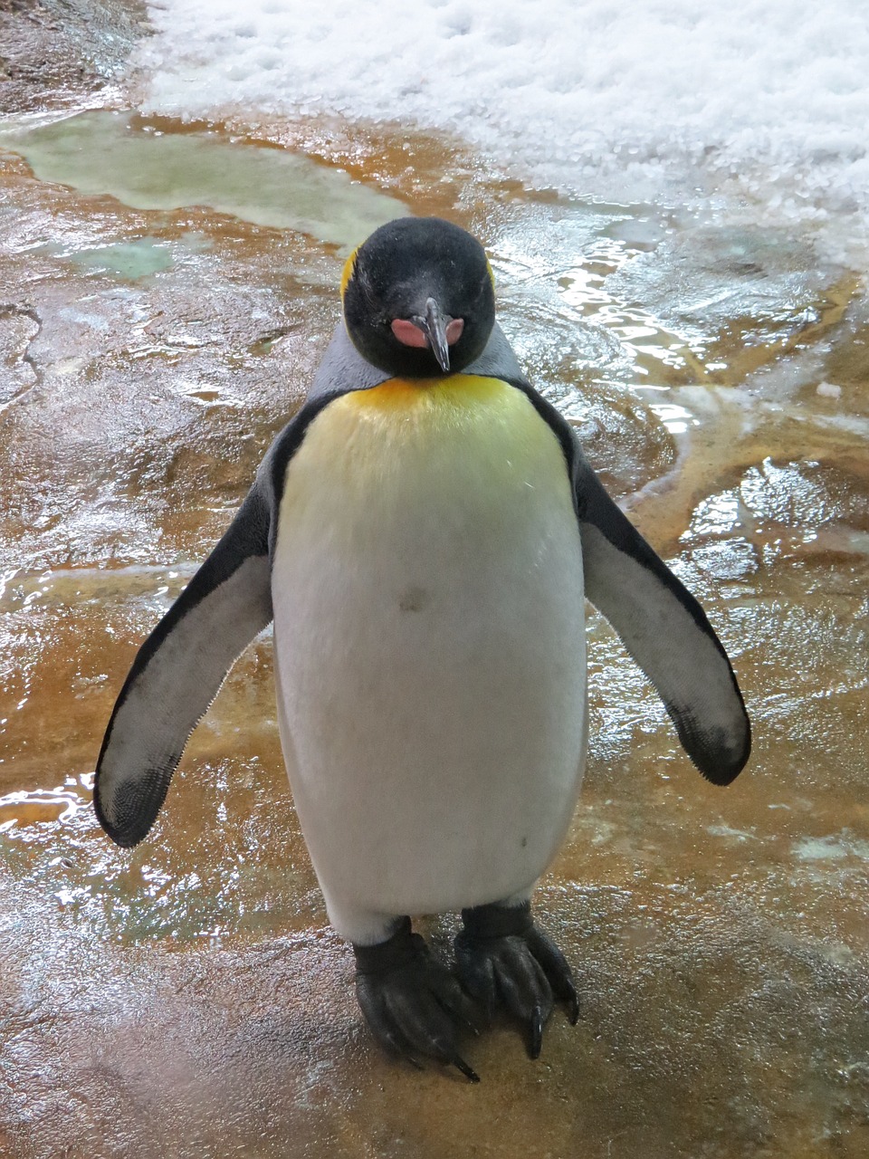 penguin mer de glace zoo animal free photo