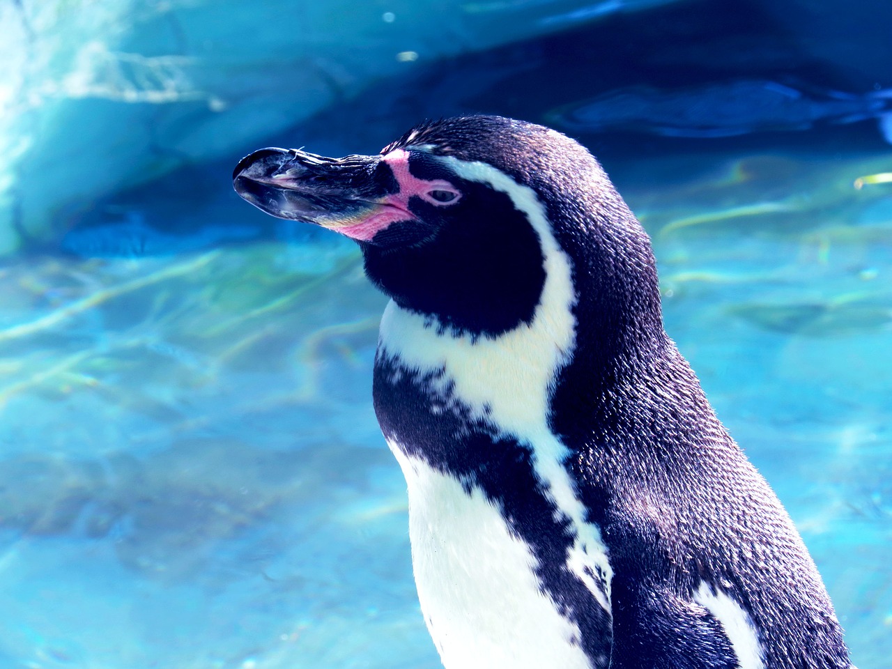 penguin animal zoo free photo