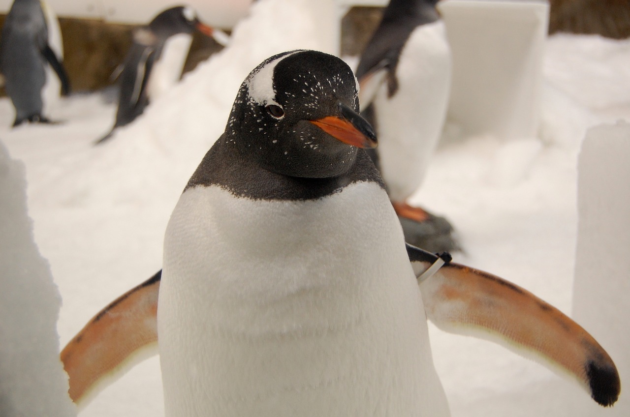 penguin gentoo penguin aquarium free photo