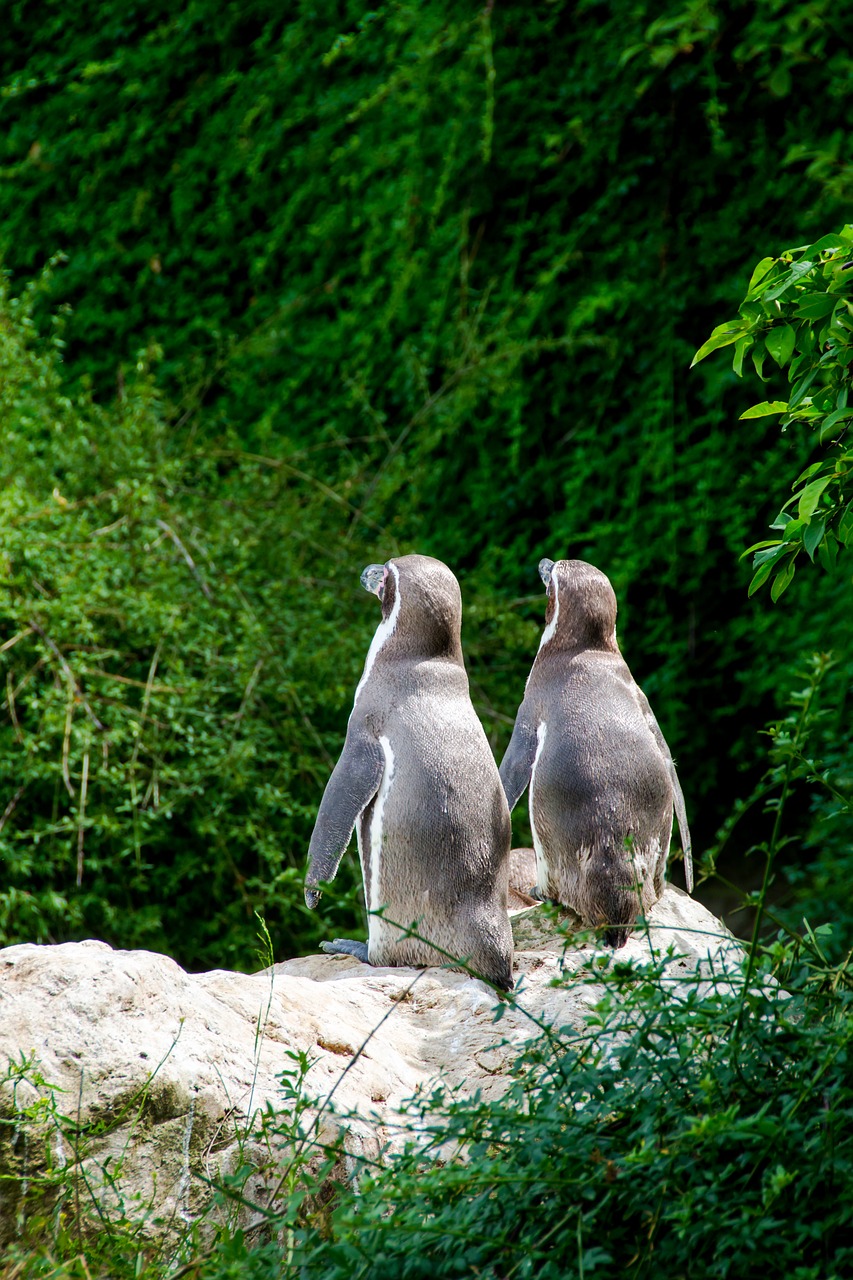 penguin sweet together free photo