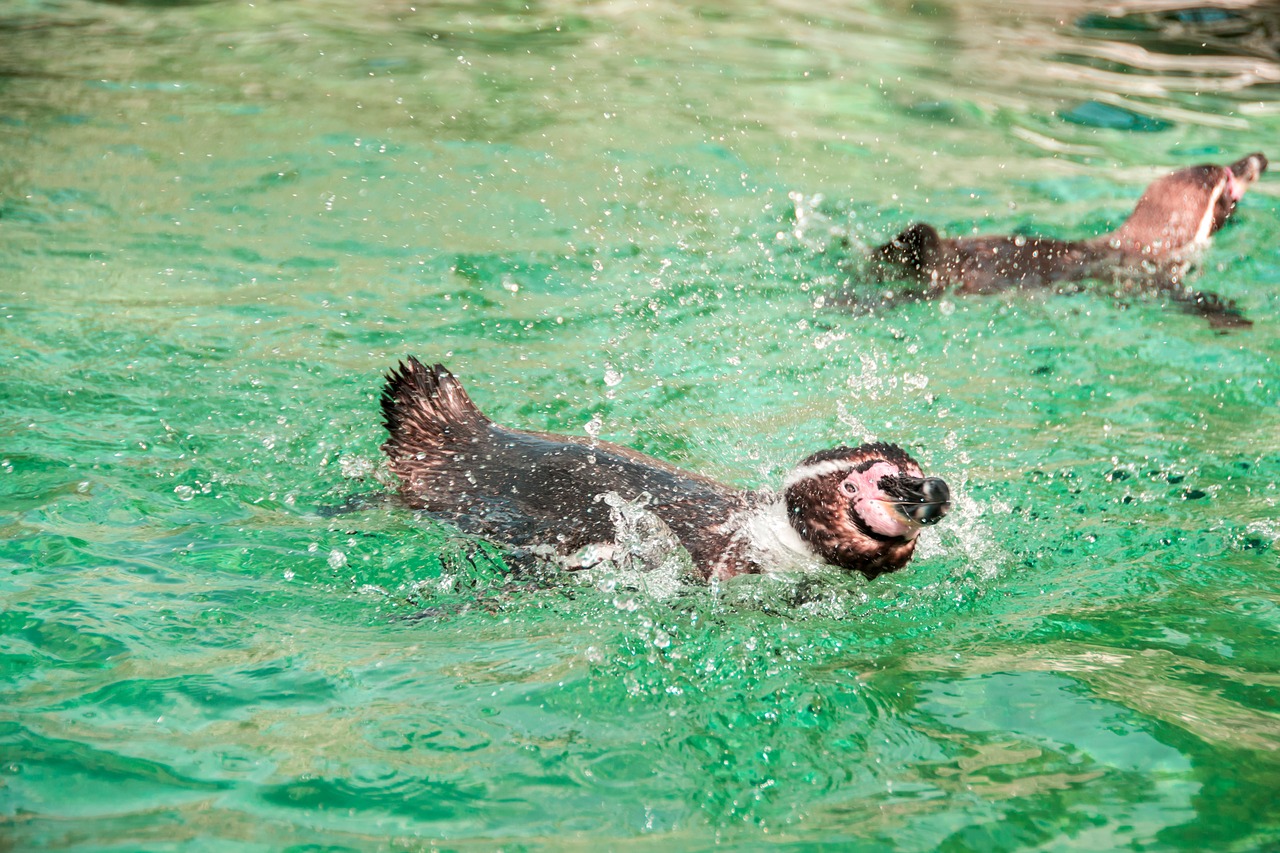 penguin sweet animal free photo