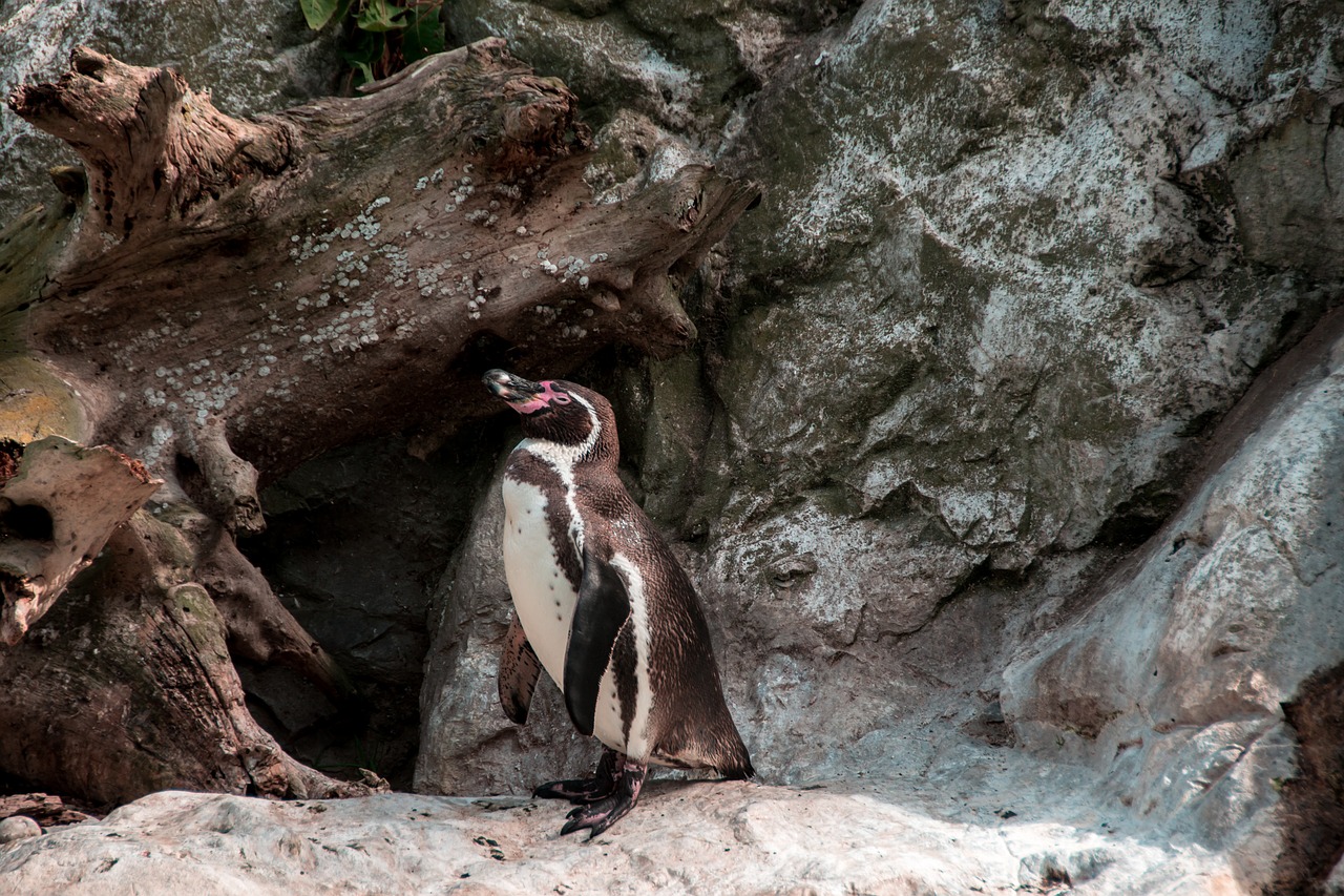 penguin sweet animal free photo