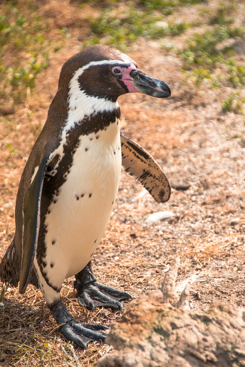 penguin sweet animal free photo