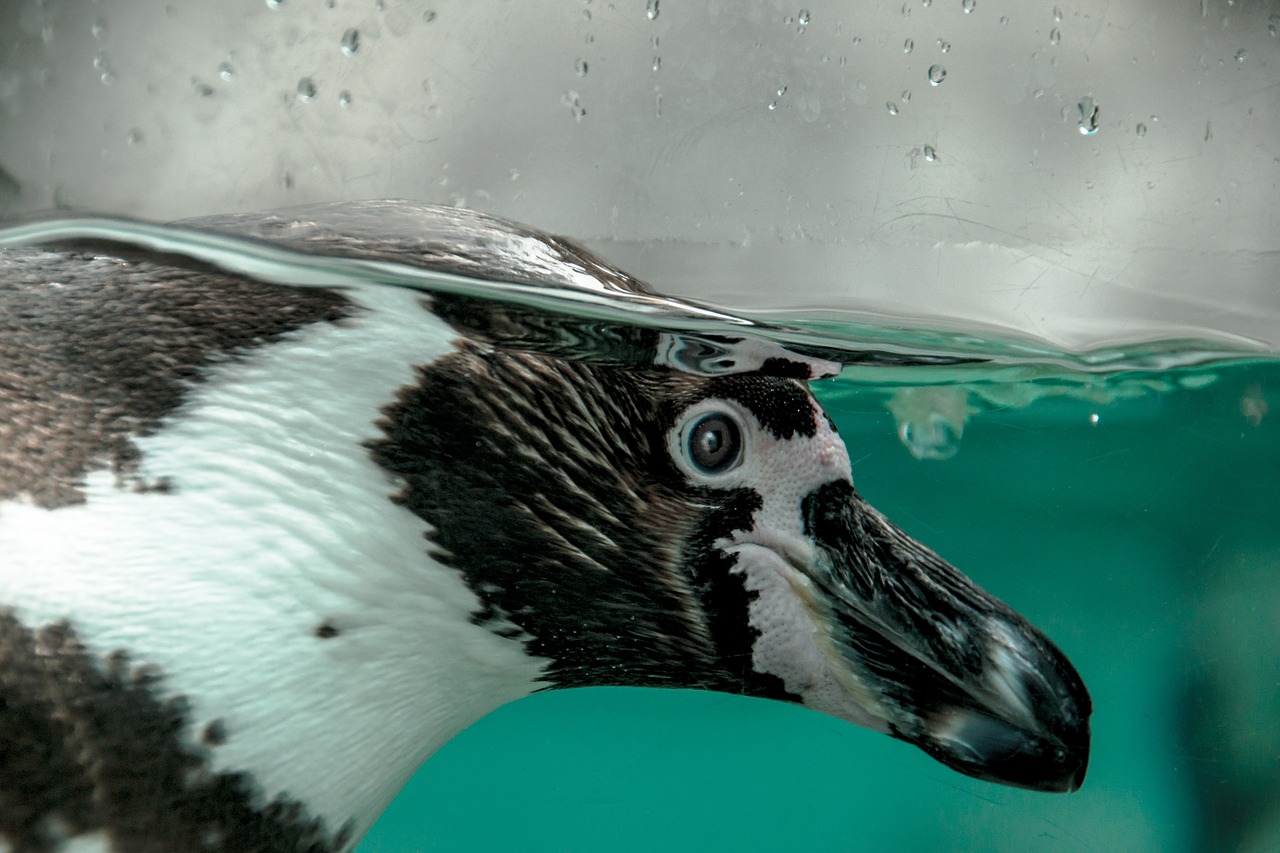 penguin sweet animal free photo