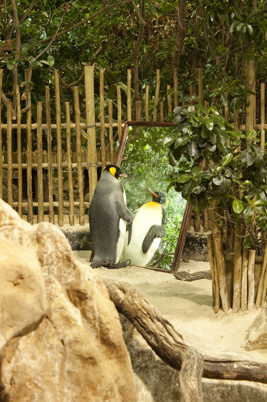 penguin zoo conceited free photo