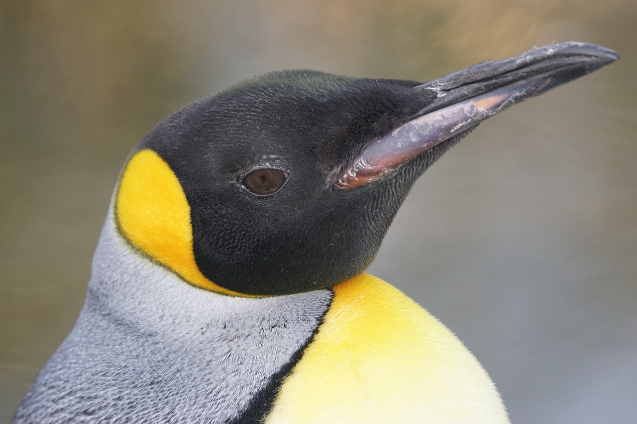 penguin portrait close free photo