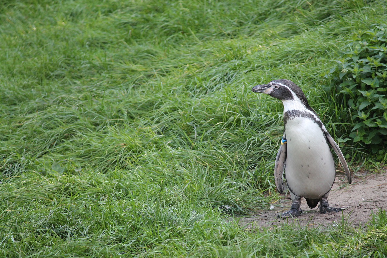 penguin humboldt penguin water free photo