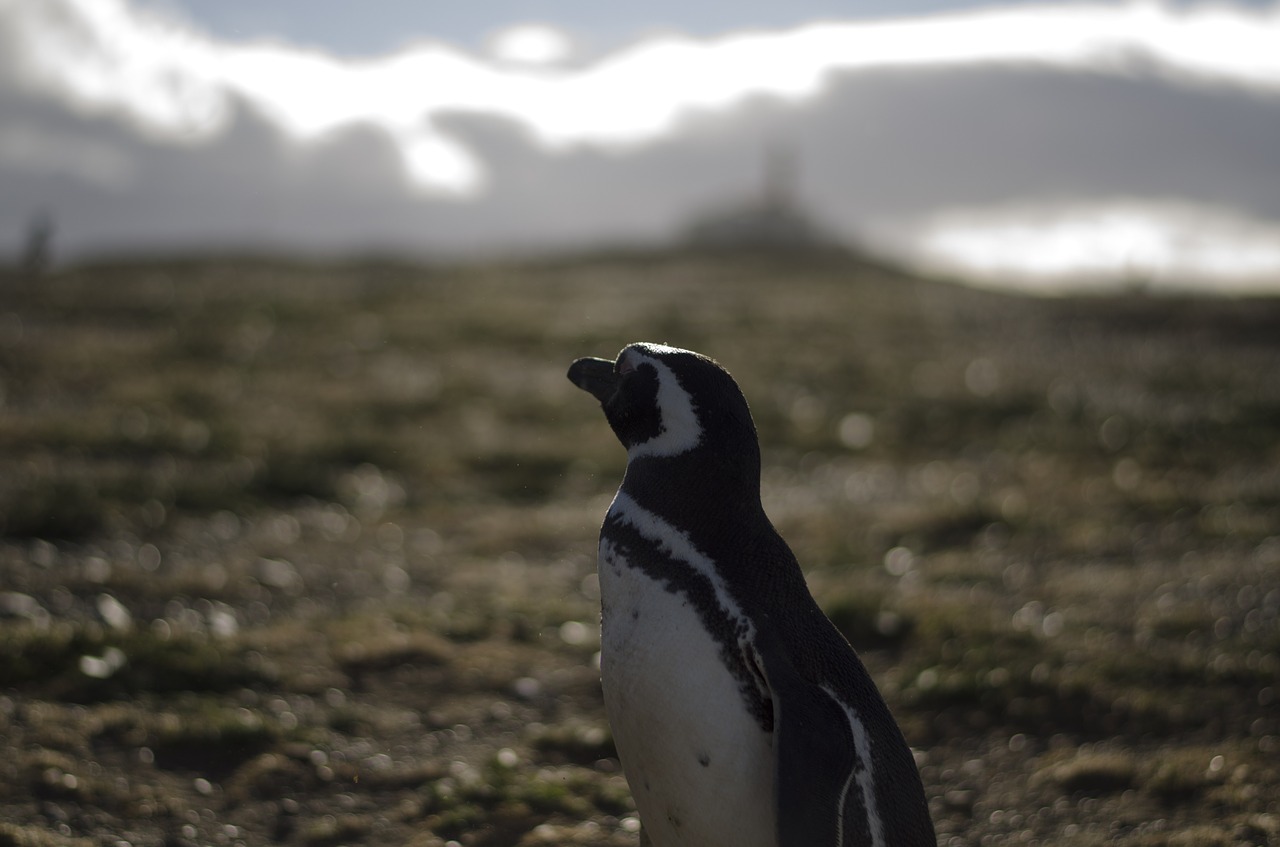 penguin animals antarctica free photo