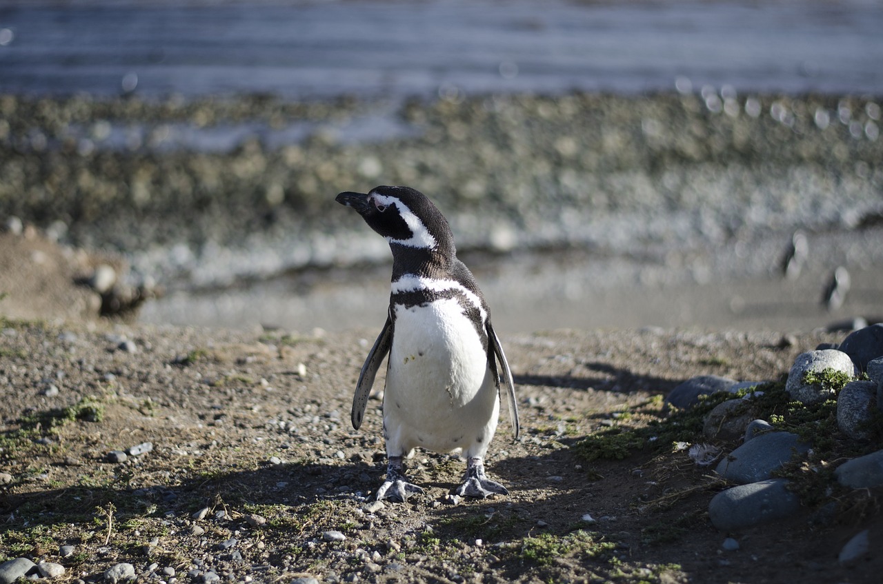 penguin animal animals free photo