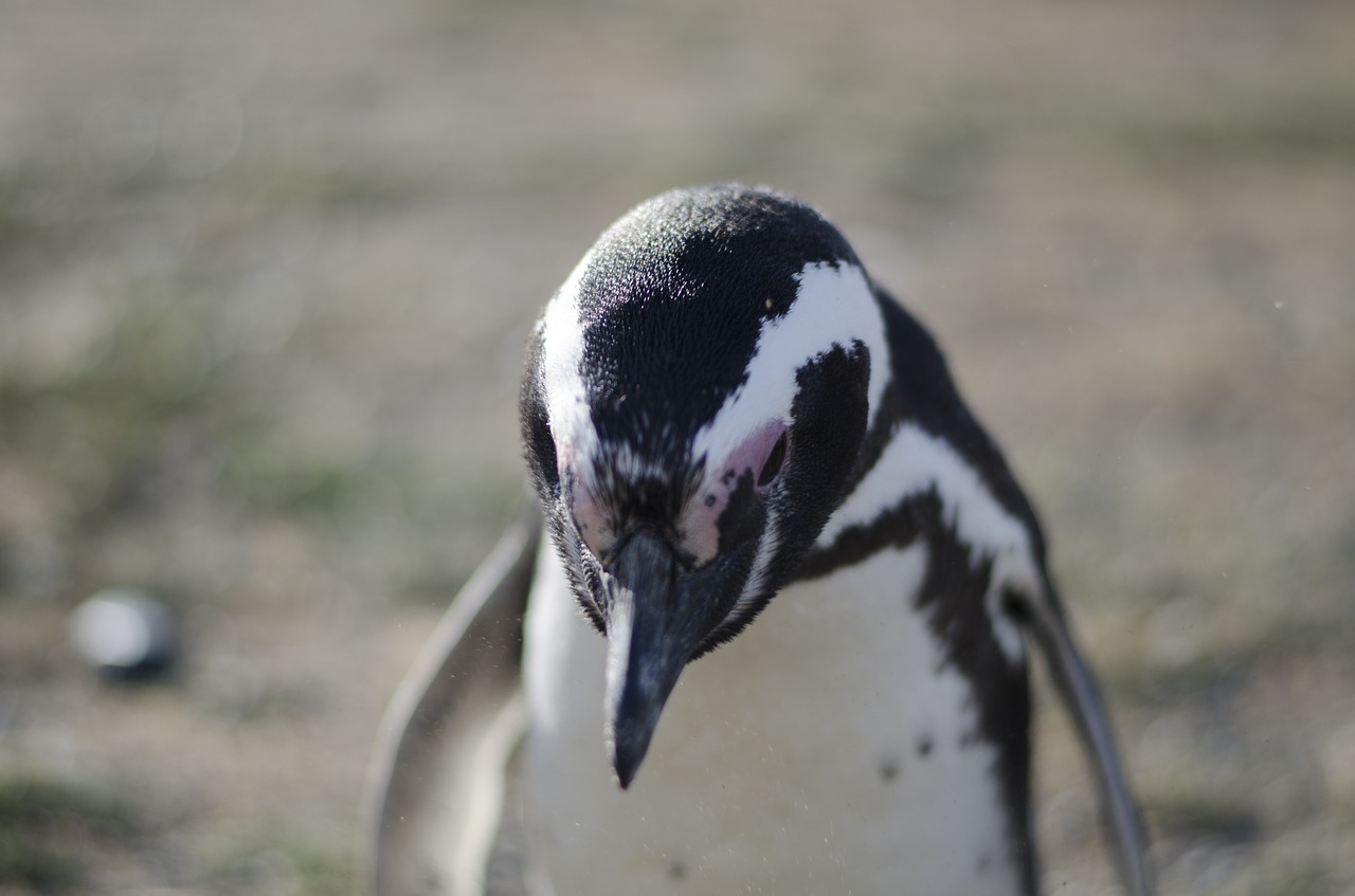 penguin animal animals free photo