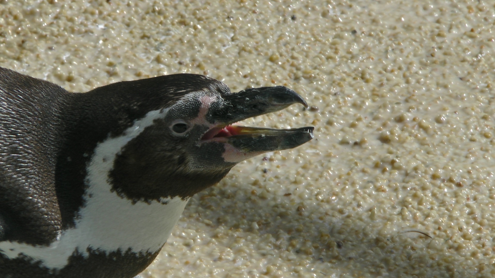 Зубы пингвина